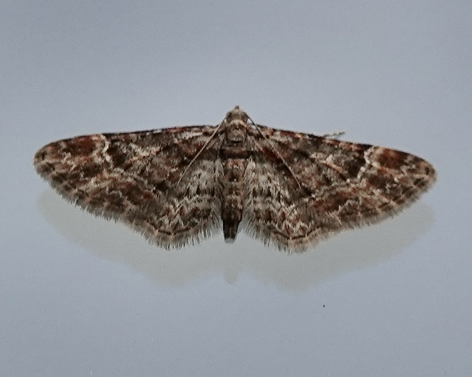 double-striped pug